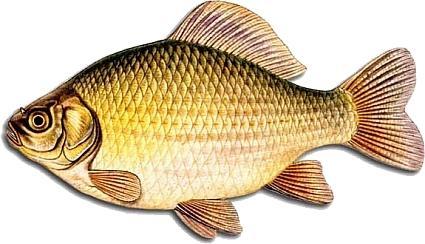 nazwa