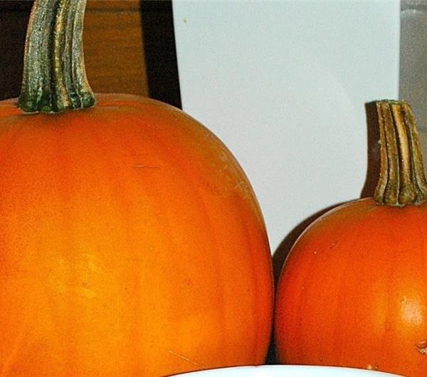 nazwa