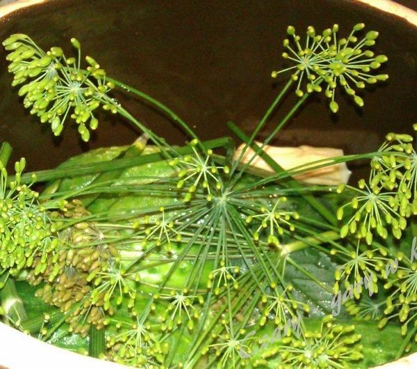 nazwa