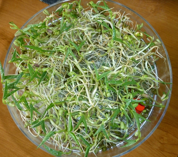 nazwa