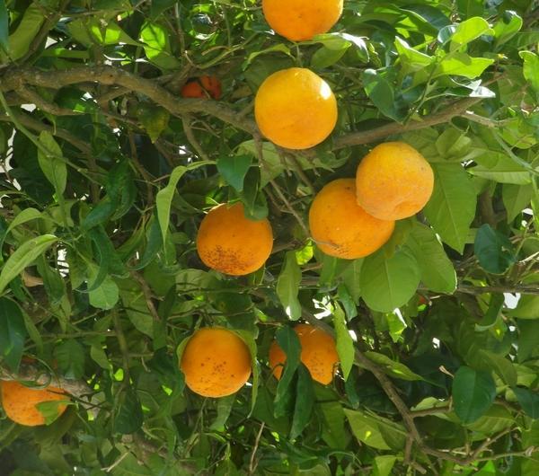 nazwa