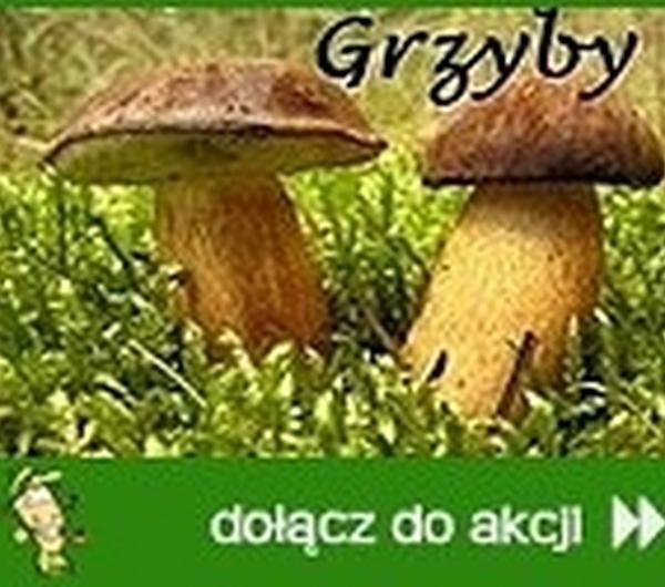 nazwa