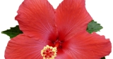 nazwa