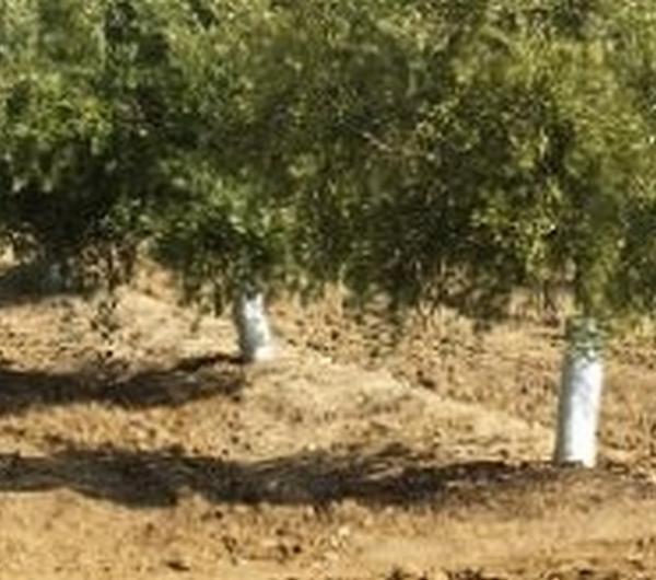 nazwa