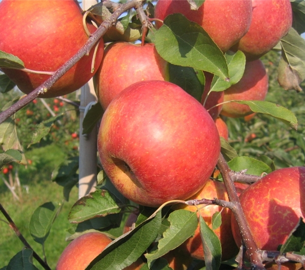 nazwa